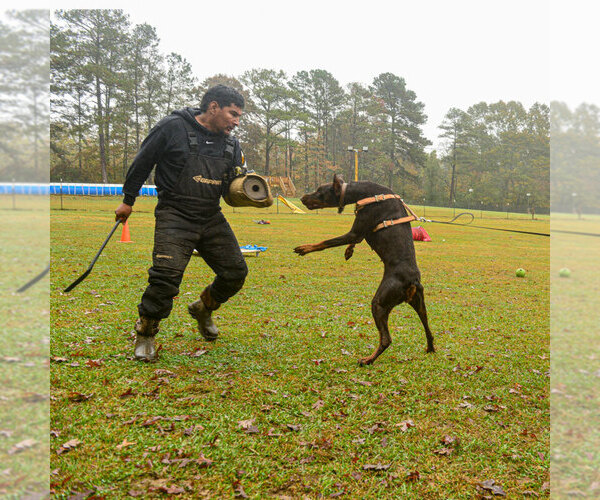 Medium Photo #9 Doberman Pinscher Puppy For Sale in FORT LAUDERDALE, FL, USA