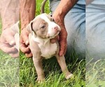 Small #1 American Bully