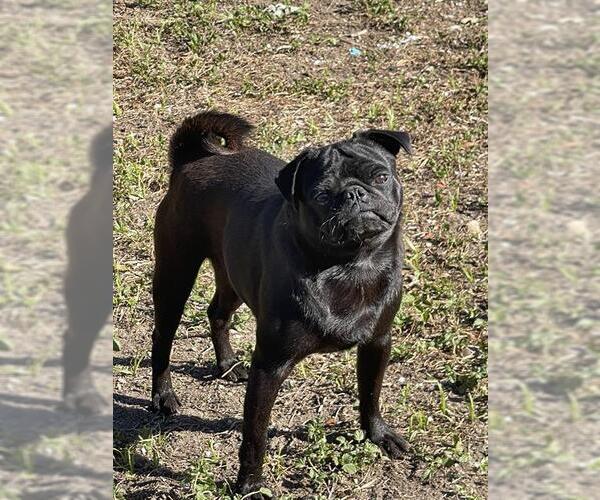 Medium Photo #1 Pug-Unknown Mix Puppy For Sale in San Antonio, TX, USA