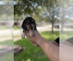 Puppy 0 Beagle
