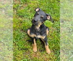 Small #1 Aussiedoodle Miniature 