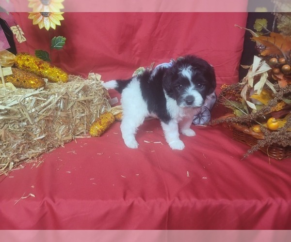 Medium Photo #4 Bernedoodle-Poodle (Toy) Mix Puppy For Sale in BLACK FOREST, CO, USA