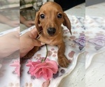 Small Photo #15 Dachshund Puppy For Sale in PERRIS, CA, USA
