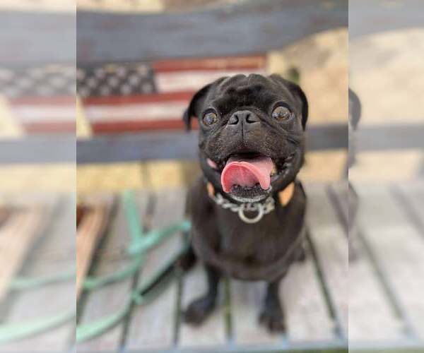 Medium Photo #3 Pug-Unknown Mix Puppy For Sale in San Diego, CA, USA