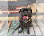 Small #2 Pug Mix