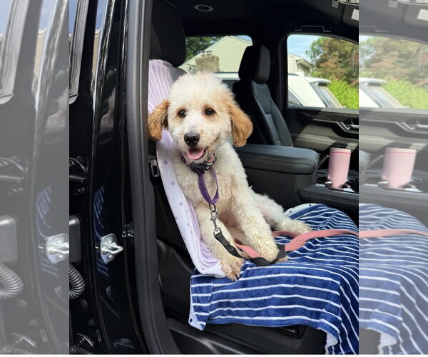 Medium Photo #4 Cavapoo (Miniature) Puppy For Sale in Westwood, NJ, USA