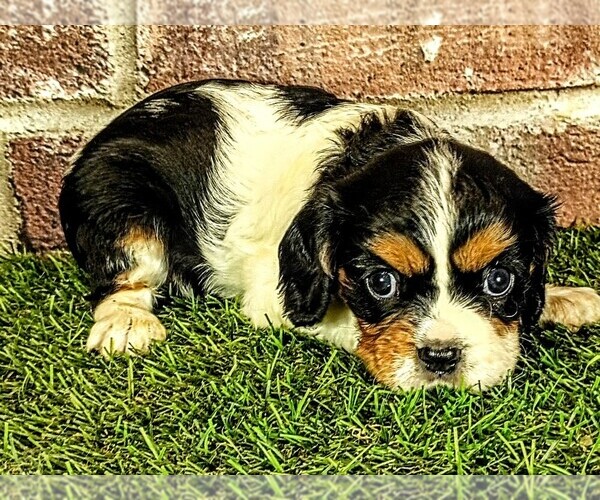 Medium Photo #9 Cavalier King Charles Spaniel Puppy For Sale in MOBERLY, MO, USA