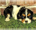 Small #8 Cavalier King Charles Spaniel