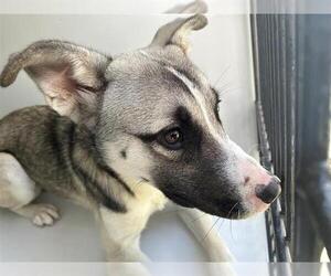 Huskies -Unknown Mix Dogs for adoption in Houston, TX, USA