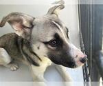 Small Huskies  Mix