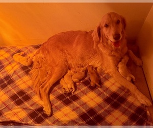 Mother of the Golden Retriever puppies born on 08/23/2025