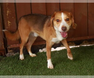 Roshi - Male Beagle Dog for Adoption - Photo #3