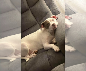 Mother of the American Pit Bull Terrier puppies born on 05/11/2025