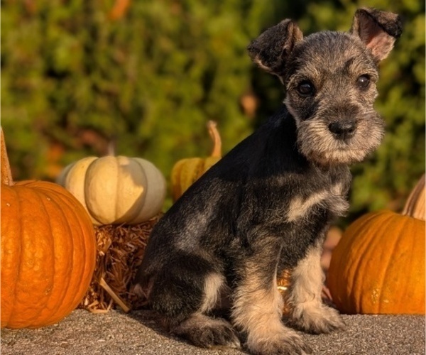 Medium Photo #45 Schnauzer (Miniature) Puppy For Sale in GOSHEN, IN, USA