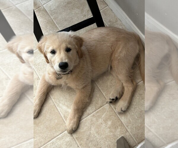 Medium Photo #3 Golden Retriever Puppy For Sale in HOUSTON, TX, USA