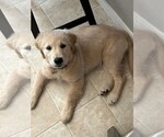 Shiloh - Female Golden Retriever Puppy for Sale - Photo #3