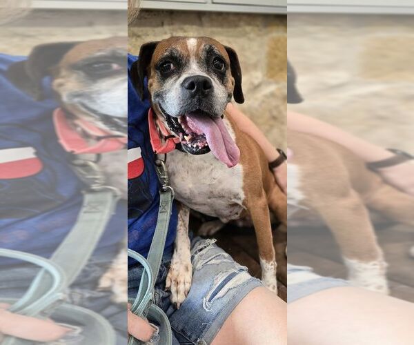Medium Photo #10 Boxer Puppy For Sale in Austin, TX, USA