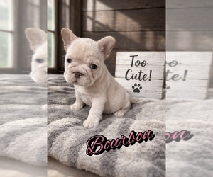 French Bulldog Puppy for sale in EWA BEACH, HI, USA