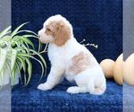 Small #3 Goldendoodle