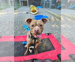 Small #1 American Staffordshire Terrier