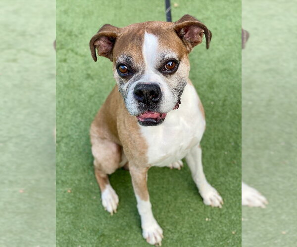 Medium Photo #1 Boxer Puppy For Sale in Austin, TX, USA