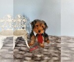 Small Photo #11 Yorkshire Terrier Puppy For Sale in SACRAMENTO, CA, USA