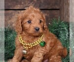 Small #6 Cavapoo
