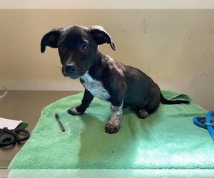 Mutt Dogs for adoption in Pasadena, CA, USA