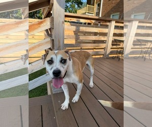 Mutt Dogs for adoption in Germantown, OH, USA
