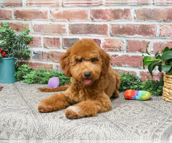 Medium Photo #15 Goldendoodle Puppy For Sale in SYRACUSE, IN, USA