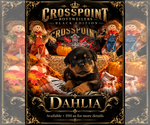 Image preview for Ad Listing. Nickname: Dahlia