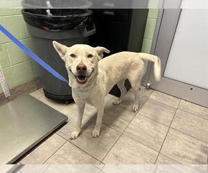 Labrador Retriever-Unknown Mix Dogs for adoption in Grand Prairie, TX, USA