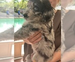 Small Photo #8 Aussiedoodle Puppy For Sale in LONGWOOD, FL, USA