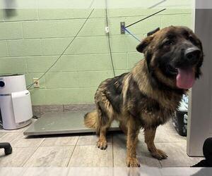 German Shepherd Dog-Unknown Mix Dogs for adoption in Grand Prairie, TX, USA