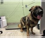 Small German Shepherd Dog Mix