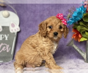 Cavapoo Puppy for sale in LANCASTER, PA, USA
