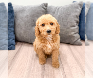 Medium Miniature Labradoodle