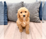 Puppy Kallie Miniature Labradoodle