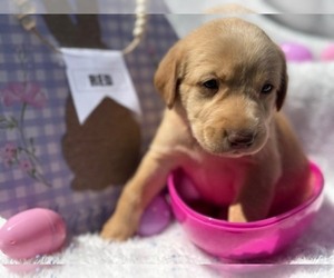 Labrador Retriever Puppy for sale in MAYSVILLE, GA, USA