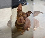 Small #6 American Staffordshire Terrier-Bulldog Mix