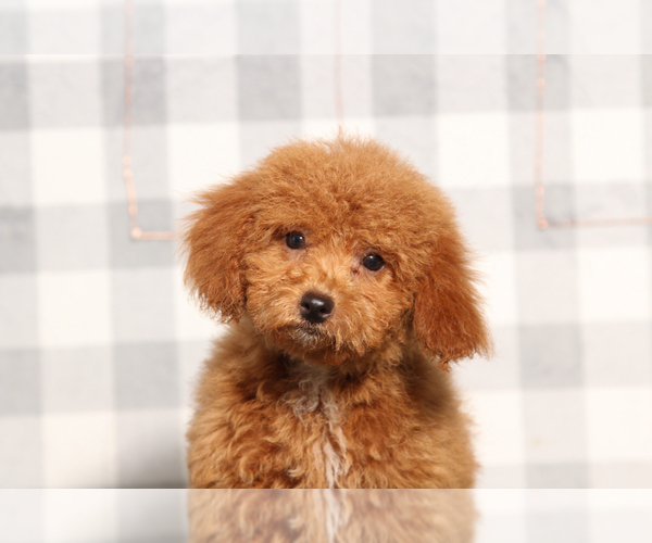 Medium Photo #1 Poodle (Miniature) Puppy For Sale in MARIETTA, GA, USA