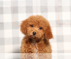 Poodle (Miniature) Puppy for sale in MARIETTA, GA, USA