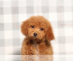 Small Poodle (Miniature)