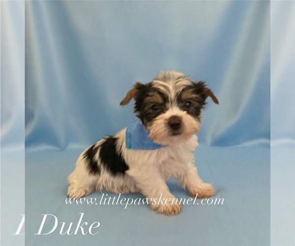 Medium Photo #1 Yorkshire Terrier Puppy For Sale in WINNSBORO, LA, USA