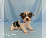 Small Yorkshire Terrier