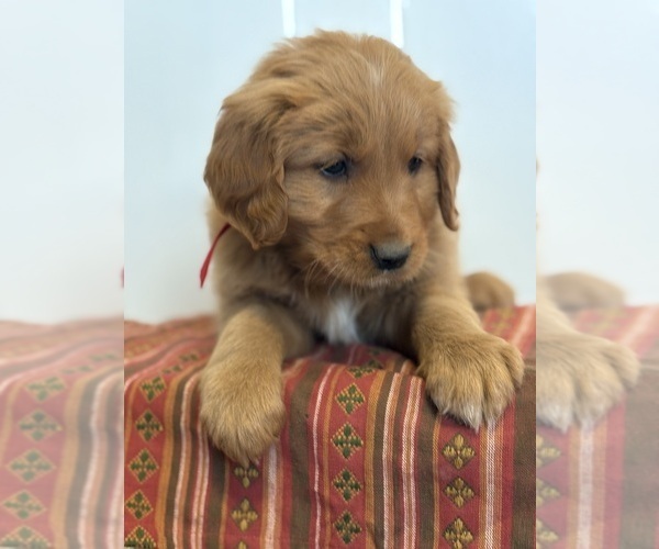 Medium Photo #2 Golden Retriever Puppy For Sale in MEAD, OK, USA