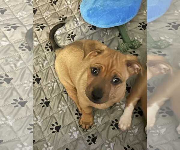 Medium Photo #2 American Pit Bull Terrier-Unknown Mix Puppy For Sale in Oakhurst, NJ, USA