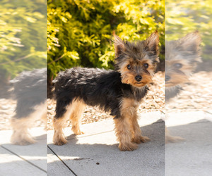 Yorkshire Terrier Puppy for sale in MILLERSBURG, IN, USA
