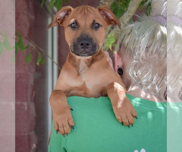 Medium Photo #5 Boxer-German Shepherd Dog Mix Puppy For Sale in Huntley, IL, USA