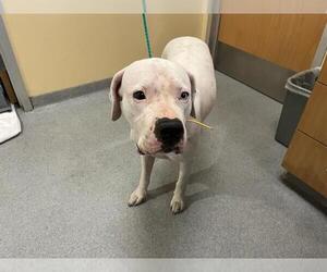 Dogo Argentino-Unknown Mix Dogs for adoption in Orange, CA, USA